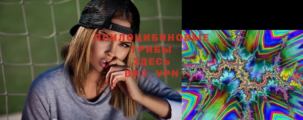 прущие грибы Аркадак